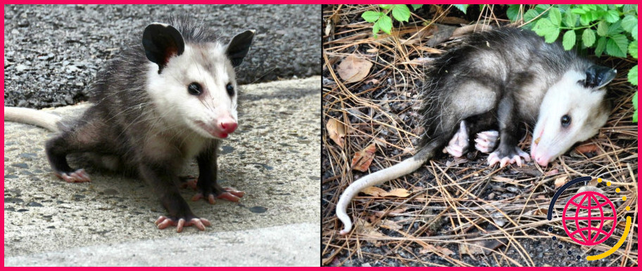 Les opossums font-ils vraiment le mort ?
