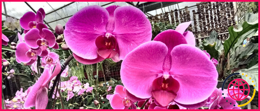 Les orchidées vanda ont-elles une odeur ?