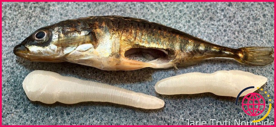 Les poissons sont-ils pleins de parasites ?