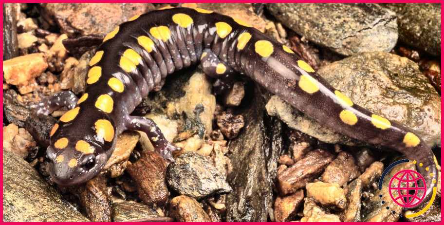 Les salamandres à taches jaunes sont-elles rares ?