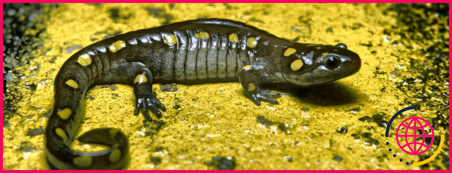 Les salamandres pondent-elles des œufs ?