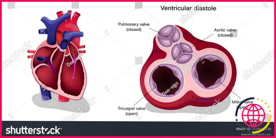 Pendant la systole ventriculaire, les valves semilunaires sont ?