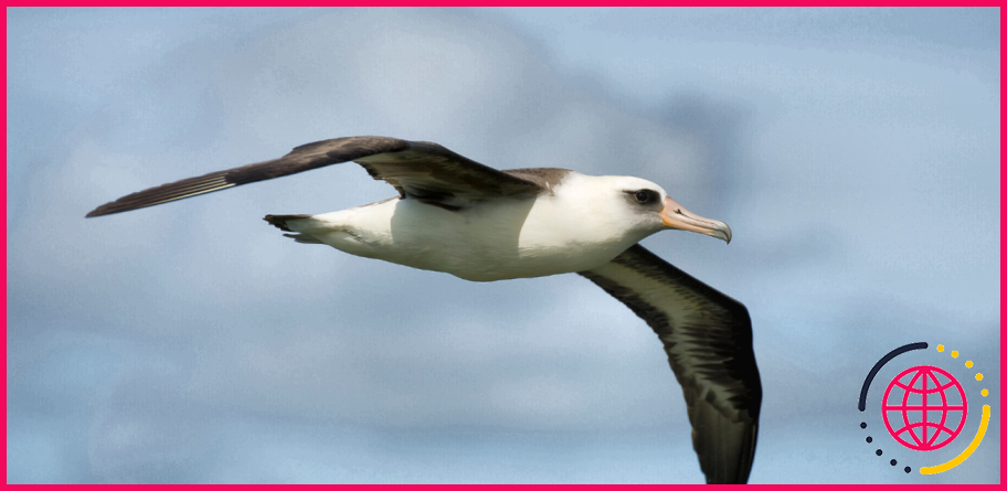 Pourquoi l'albatros est-il en danger ?