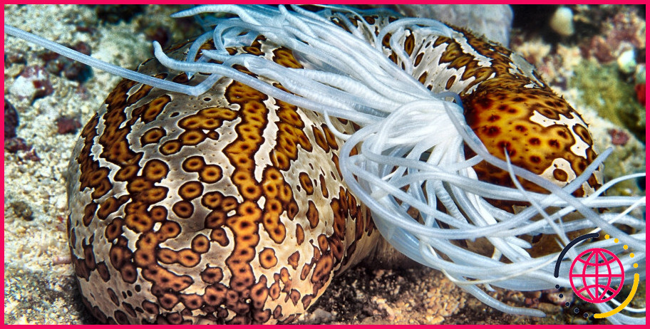 Pourquoi les poissons perles vivent-ils dans les concombres de mer ?