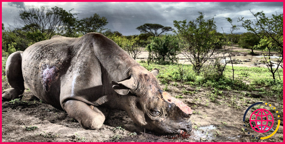 Pourquoi les rhinocéros sont-ils braconnés ?