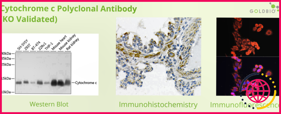 Pourquoi utiliser un anticorps polyclonal ?