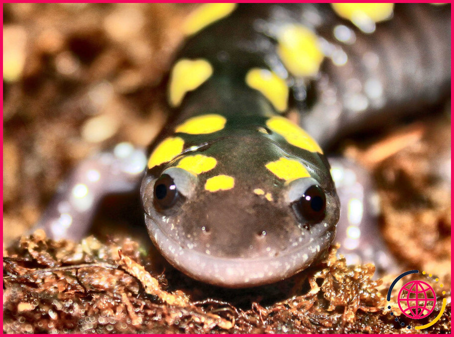 Pouvez-vous toucher une salamandre à taches jaunes ?