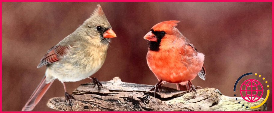 Que signifie le fait de voir un oiseau rouge ?