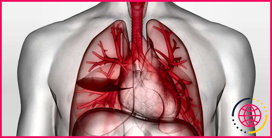 Quelle enveloppe est attachée aux poumons ?