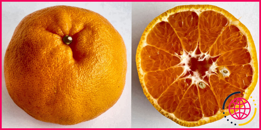 Quelles oranges sont sans pépins ?