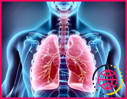 Quelles sont les 4 principales fonctions du système respiratoire ?
