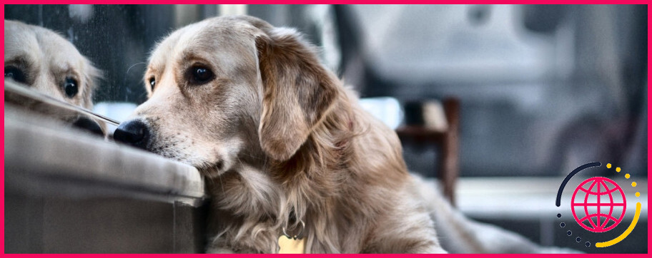 Quelles sont les causes de l'hépatopathie chez le chien ?