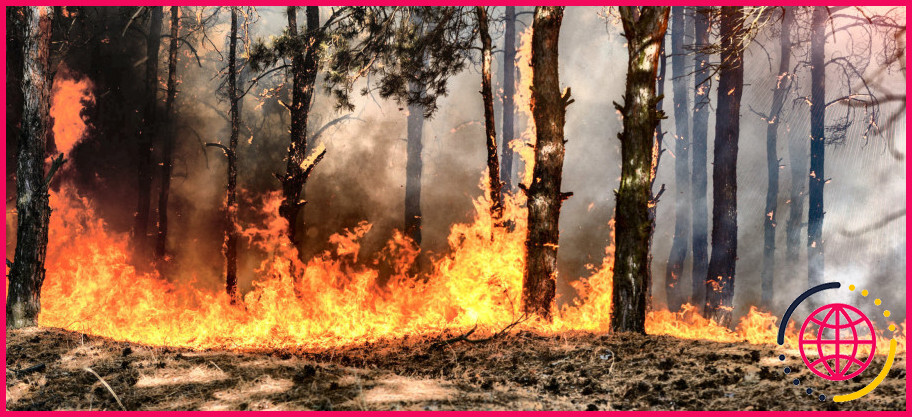 Quelles sont les causes des incendies de forêt ?