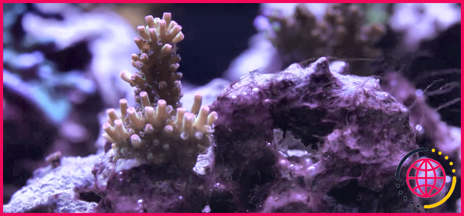 Qu'est-ce que le cyano dans un aquarium récifal ?