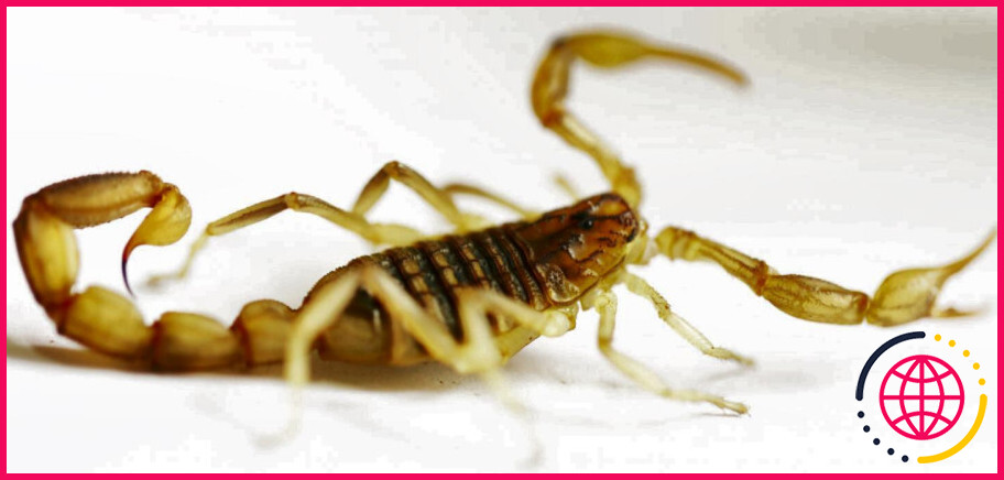 Une piqûre de scorpion peut-elle vous tuer ?