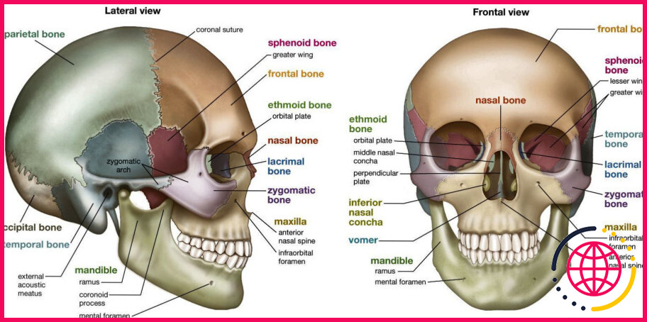 Combien d'os crâniens suturés dans le crâne ?