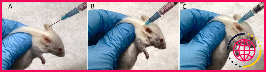 Comment faire une injection sous-cutanée chez la souris ?