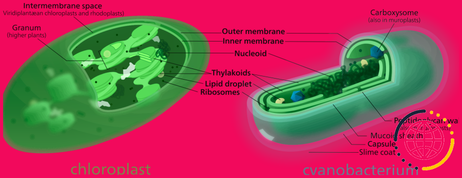 Comment les cyanobactéries font-elles la photosynthèse ?
