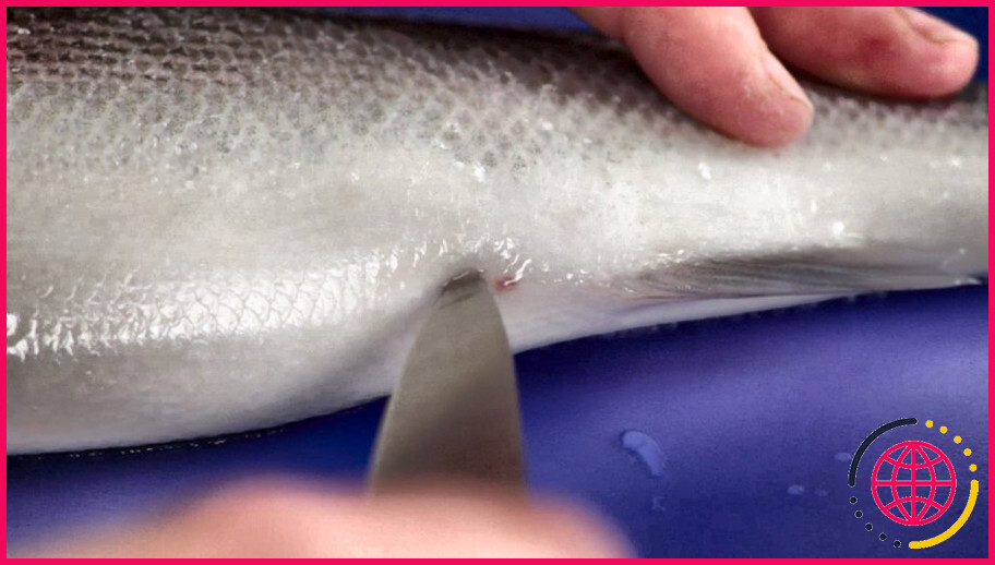 Faut-il vider les sardines avant de les cuisiner ?