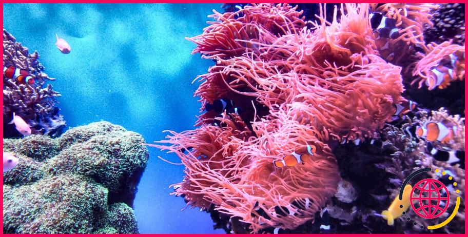 Le corail est-il toxique pour l'homme ?