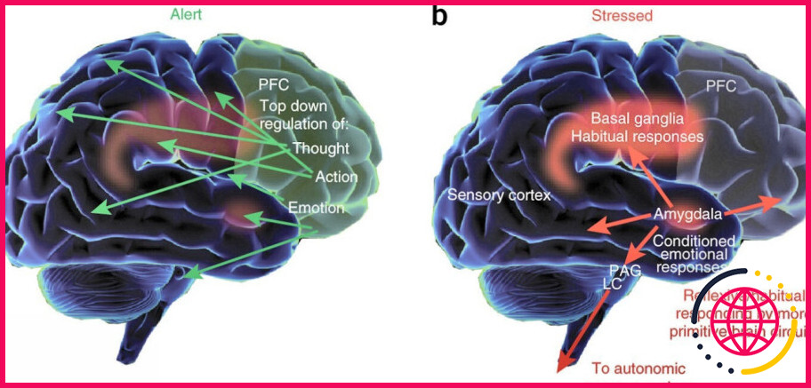 Le cortex préfrontal contrôle-t-il la prise de décision ?