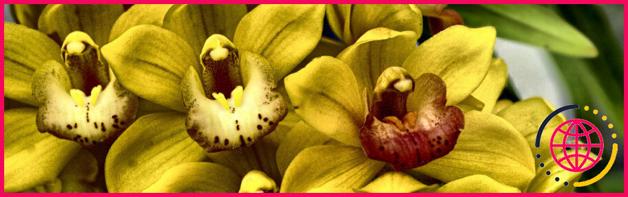 Le mélange pour orchidées peut-il être utilisé pour d'autres plantes ?