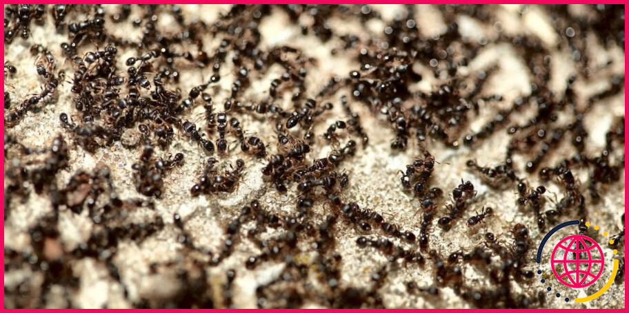 Le poids de toutes les fourmis est-il comparable à celui des humains ?