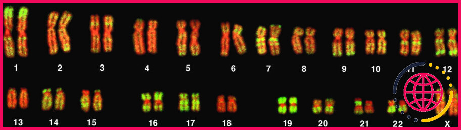 Les chromosomes homologues ont-ils la même séquence d'adn ?