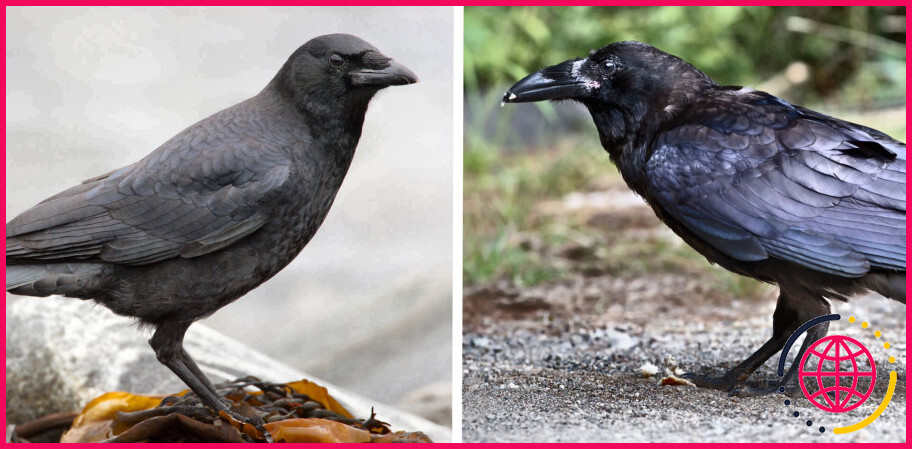 Les corbeaux ou les corneilles croassent-ils ?