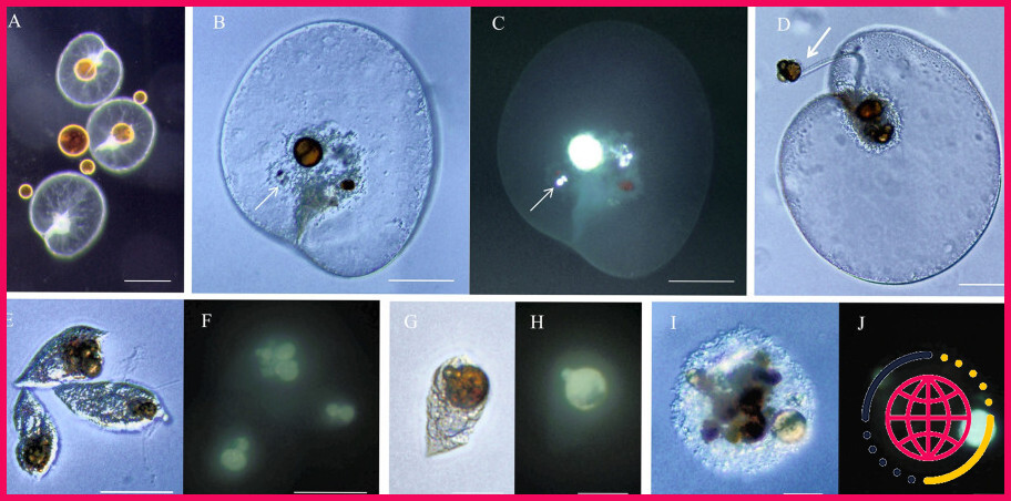 Les diatomées sont-elles autotrophes ou hétérotrophes ?