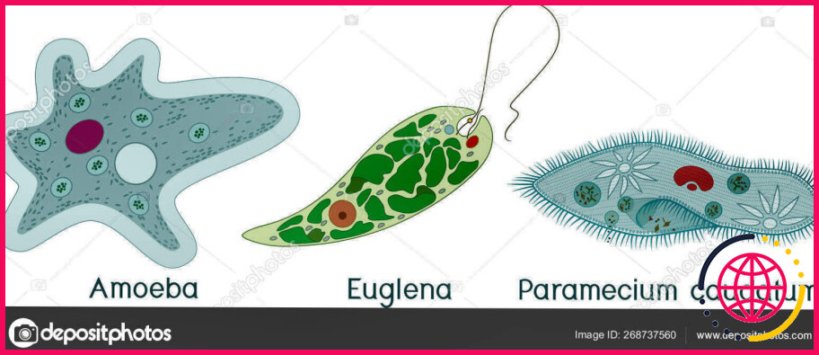 Les euglènes sont-elles des algues ou des protozoaires ?