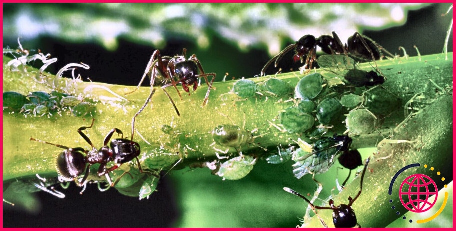 Les fourmis mangent-elles les feuilles ?