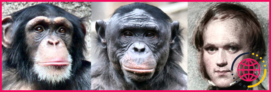 Les humains et les chimpanzés ont-ils un ADN commun ?