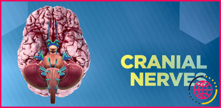 Les nerfs crâniens sont-ils sensoriels ou moteurs ?