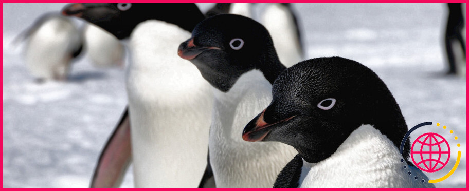 Les pingouins ont-ils une queue ?