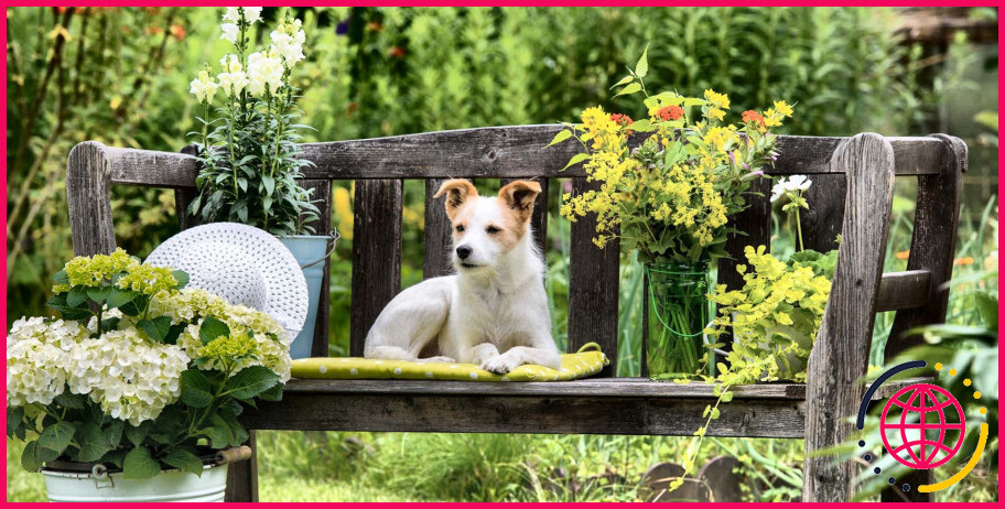 Les plantes à la menthe poivrée sont-elles sans danger pour les chiens?