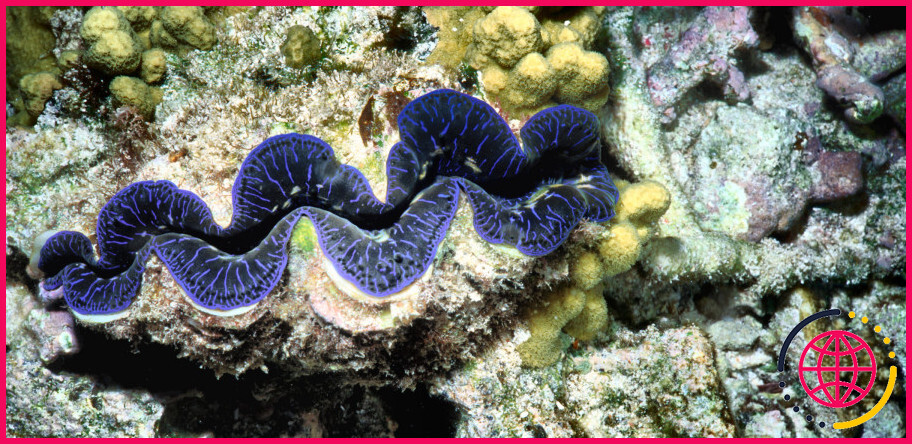 Les zooxanthelles peuvent-elles survivre sans corail ?