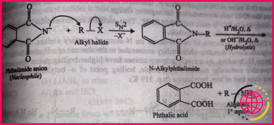 Lesquelles peuvent être préparées par la synthèse du phtalimide de Gabriel ?