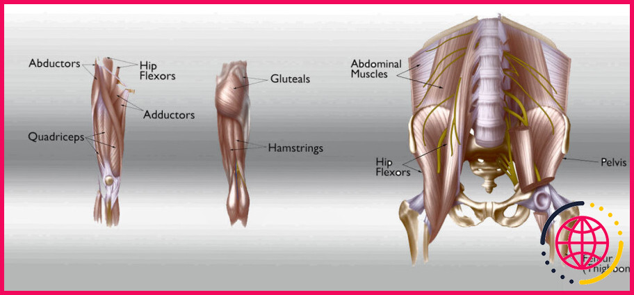 Où se trouve le muscle quadriceps ?