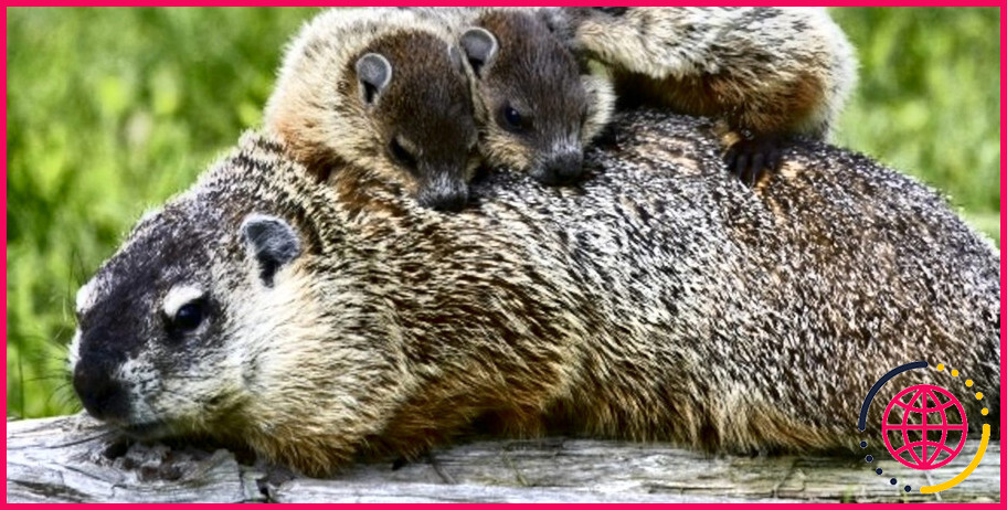 Peut-on avoir une marmotte comme animal de compagnie ?