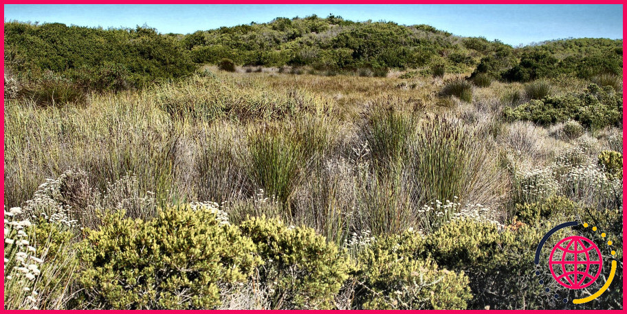 Pourquoi le biome du fynbos est-il considéré comme un environnement menacé ?