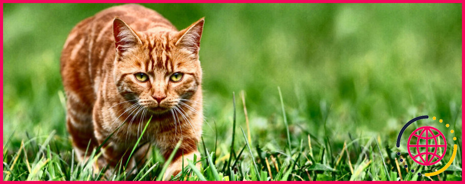 Pourquoi les chats tuent-ils leurs proies mais ne les mangent pas ?