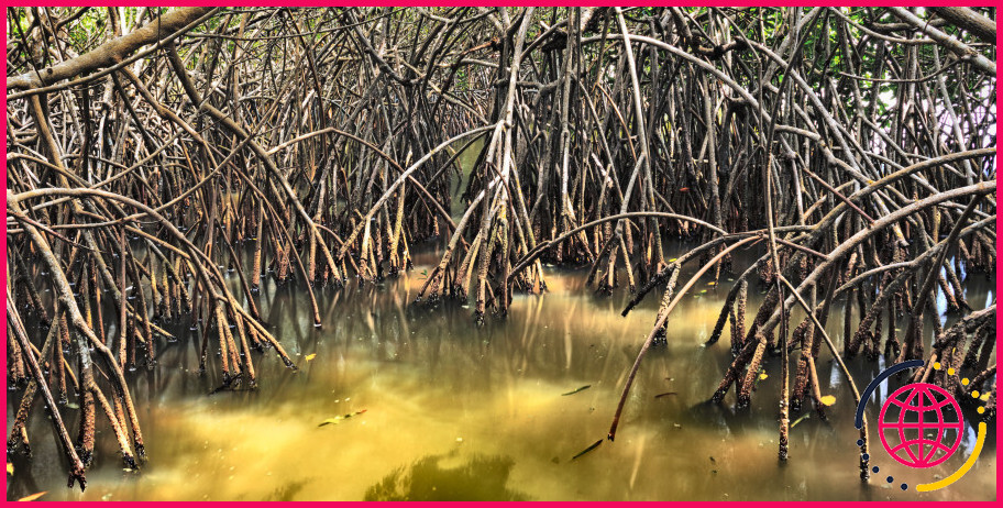 Pourquoi les mangroves sont-elles importantes ?