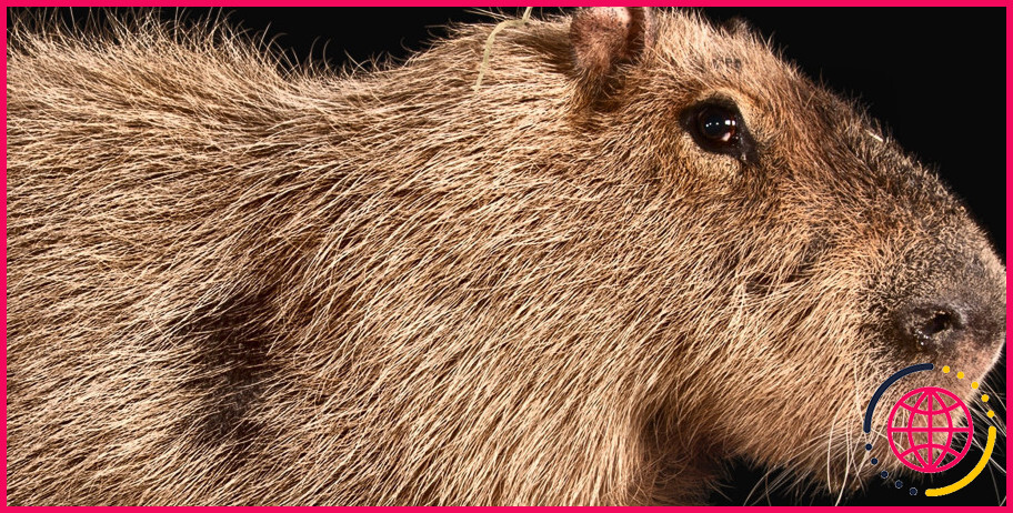Puis-je légalement posséder un capybara ?