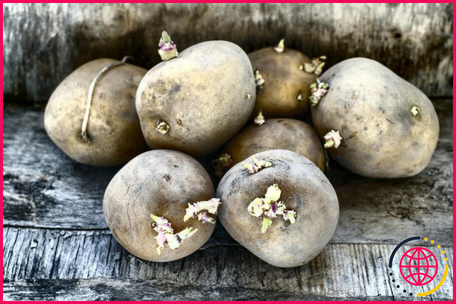 Que sont les tubercules dans les pommes de terre ?