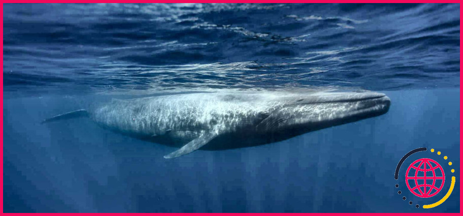 Quel est le poids de la baleine bleue ?