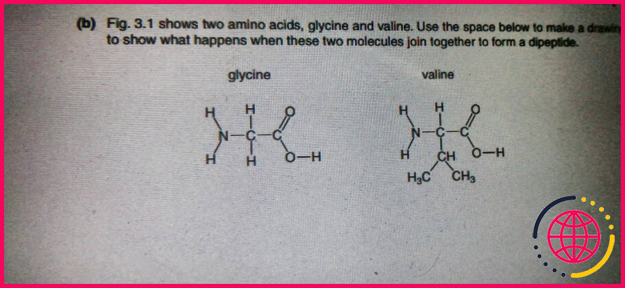 Quelle est la différence entre l'acide glutamique et la valine ?