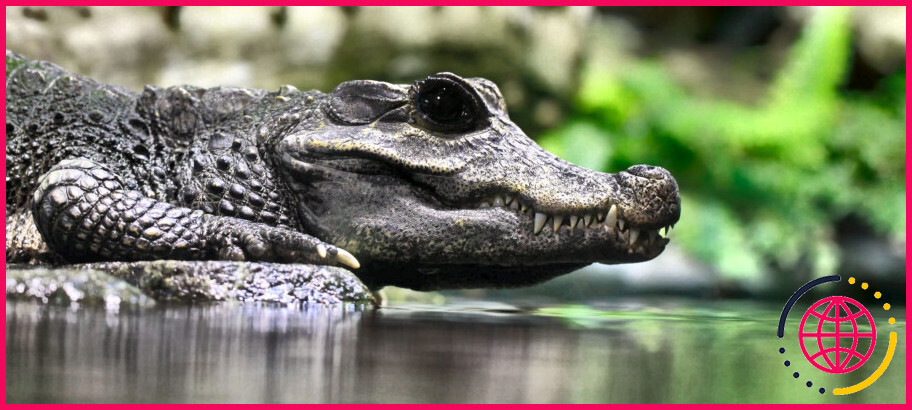 Quelle taille peut atteindre un alligator caïman ?