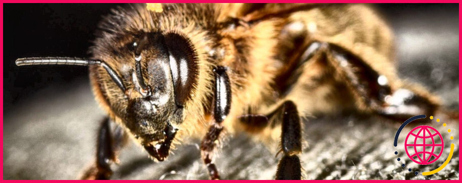 Quelles abeilles ont un dard ?