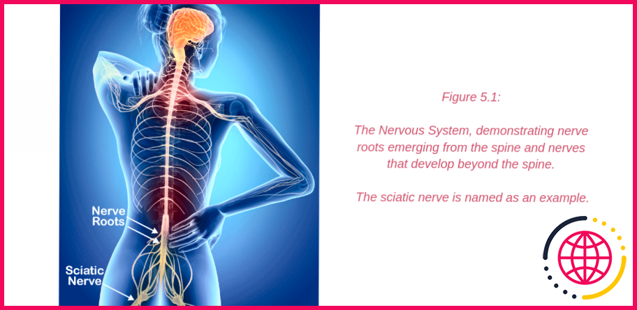 Quelles sont les causes de la douleur du nerf génitofémoral ?